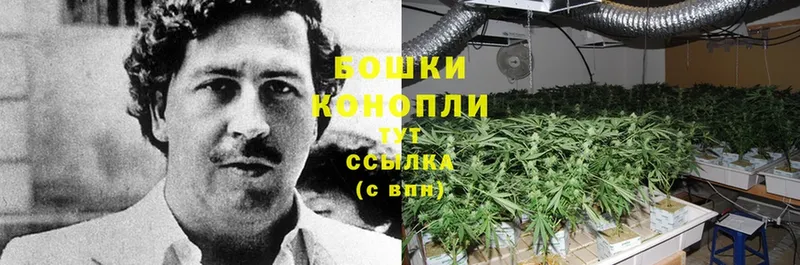 Бошки Шишки гибрид  Гдов 